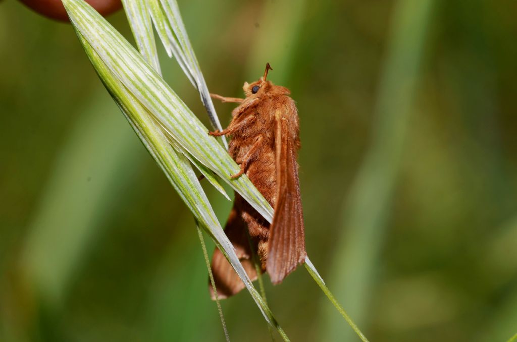 Ocneria? No, Malacosoma franconica, femmina -  Lasiocampidae